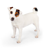 PUP 14 BK0010 01
Jack Russell Terrier Puppy Standing On White Seamless