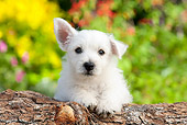 PUP 14 BK0011 01
West Highland Terrier Puppy Leaning On Log In Garden