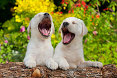 PUP 14 BK0012 01
Yellow Labrador Retriever Puppies Yawning And Leaning On Log In Garden