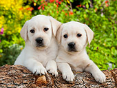 PUP 14 BK0013 01
Yellow Labrador Retriever Puppies Leaning On Log In Garden