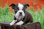 PUP 14 BK0015 01
Boston Terrier Puppy Standing In Miniature Wooden Wheelbarrow