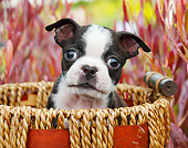 PUP 14 BK0016 01
Boston Terrier Puppy Sitting In Basket