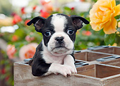 PUP 14 BK0017 01
Boston Terrier Puppy Sitting In Planter Box In Garden
