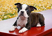 PUP 14 BK0018 01
Boston Terrier Puppy Laying On Bench By Autumn Leaves
