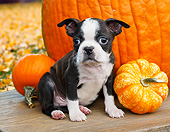 PUP 14 BK0019 01
Boston Terrier Puppy Laying On Bench By Pumpkins And Autumn Leaves