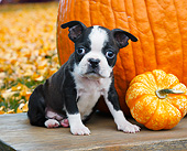 PUP 14 BK0020 01
Boston Terrier Puppy Laying On Bench By Pumpkins And Autumn Leaves
