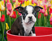 PUP 14 BK0022 01
Boston Terrier Puppy Sitting In Flower Pot By Tulips