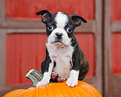 PUP 14 BK0023 01
Boston Terrier Puppy Sitting On Pumpkin