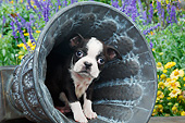 PUP 14 BK0024 01
Boston Terrier Puppy Sitting In Flower Pot In Garden