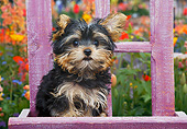 PUP 14 BK0025 01
Yorkshire Terrier Puppy Sitting On Purple Chair In Garden