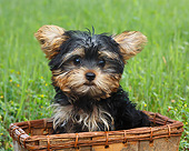 PUP 14 BK0026 01
Yorkshire Terrier Puppy Sitting In Basket On Grass