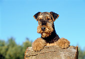 PUP 14 CB0001 01
Close-Up Of Airedale Terrier Puppy Leaning Over Log