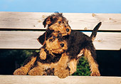 PUP 14 CB0002 01
Two Airedale Terrier Puppies Playing On Bench
