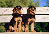 PUP 14 CB0003 01
Two Airedale Terrier Puppies Sitting On Bench