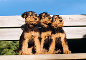 PUP 14 CB0004 01
Three Airedale Terrier Puppies Sitting On Bench