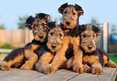 PUP 14 CB0006 01
Four Airedale Terrier Puppies Sitting On Wooden Table