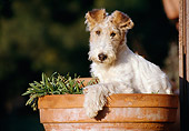 PUP 14 CB0008 01
Fox Terrier Puppy Sitting In Planter