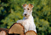 PUP 14 CB0009 01
Fox Terrier Puppy Sitting On Log Pile