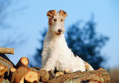 PUP 14 CB0010 01
Fox Terrier Puppy Sitting On Log Pile