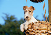 PUP 14 CB0011 01
Fox Terrier Puppy Sitting In Wicker Basket