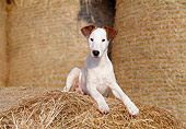 PUP 14 CB0012 01
Smooth Fox Terrier Puppy Laying On Hay Bale