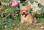 PUP 14 CB0016 01
Norwich Terrier Puppy Sitting On Grass By Pink Rose