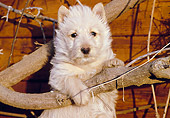 PUP 14 CB0017 01
Scottish Terrier Puppy Leaning On Branch
