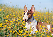 PUP 14 CB0018 01
Bull Terrier Puppy Laying In Field Of Yellow Wildflowers