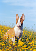 PUP 14 CB0019 01
Bull Terrier Puppy Sitting In Field Of Yellow Wildflowers