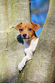 PUP 14 CB0021 01
Jack Russell Terrier Puppy Leaning Between Tree Trunks