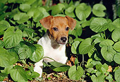 PUP 14 CB0022 01
Jack Russell Terrier Puppy Sitting In Vegetation