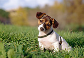 PUP 14 CB0023 01
Jack Russell Terrier Puppy Sitting In Grass