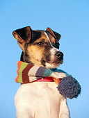 PUP 14 CB0024 01
Portrait Of Jack Russell Terrier Puppy Wearing Scarf