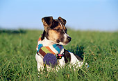 PUP 14 CB0025 01
Jack Russell Terrier Puppy Sitting In Grass Wearing Scarf