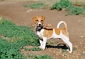 PUP 14 CB0027 01
Jack Russell Terrier Puppy Standing On Dirt With Stick