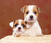 PUP 14 CB0028 01
Two Jack Russell Terrier Puppies Sitting In Basket
