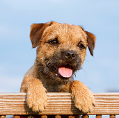 PUP 14 CB0029 01
Border Terrier Puppy Leaning On Railing