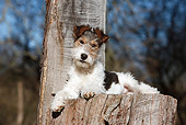 PUP 14 CB0030 01
Fox Terrier Puppy Laying On Stump