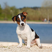 PUP 14 CB0034 01
Jack Russell Terrier Puppy Sitting On Gravel By Water