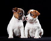 PUP 14 CB0035 01
Two Jack Russell Terrier Puppies Sitting In Studio