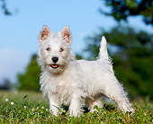 PUP 14 CB0038 01
West Highland Terrier Puppy Standing On Grass