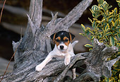 PUP 14 CE0123 01
Jack Russell Terrier Puppy Climbing On Log
