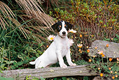 PUP 14 CE0124 01
Jack Russell Terrier Puppy Standing On Log By Daisies