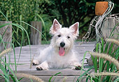 PUP 14 CE0126 01
West Highland Terrier Puppy Laying On Wooden Dock