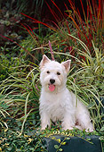 PUP 14 CE0128 01
West Highland Terrier Puppy Sitting In Garden