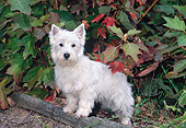 PUP 14 CE0129 01
West Highland Terrier Puppy Standing In Leaves