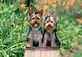 PUP 14 CE0131 01
Two Yorkshire Terrier Puppies Sitting On Barrel