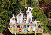 PUP 14 CE0133 01
Jack Russell Terrier Puppies Sitting In Cradle With Floral Design
