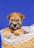 PUP 14 FA0033 01
Soft Coated Wheaten Terrier Puppy Sitting In Basket