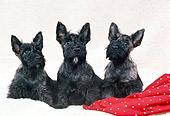 PUP 14 FA0034 01
Three Scottish Terrier Puppies Sitting By Red Cloth